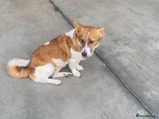 Mixed Breed dogs Dewey. 1.5 yrs approx. Available for adoption. - Advert 1