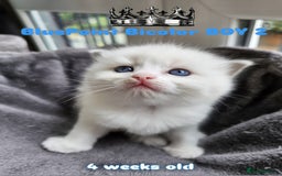 Ragdoll cats for sale: Beautiful Chunky Pure Breed Ragdoll kittens - Image 6