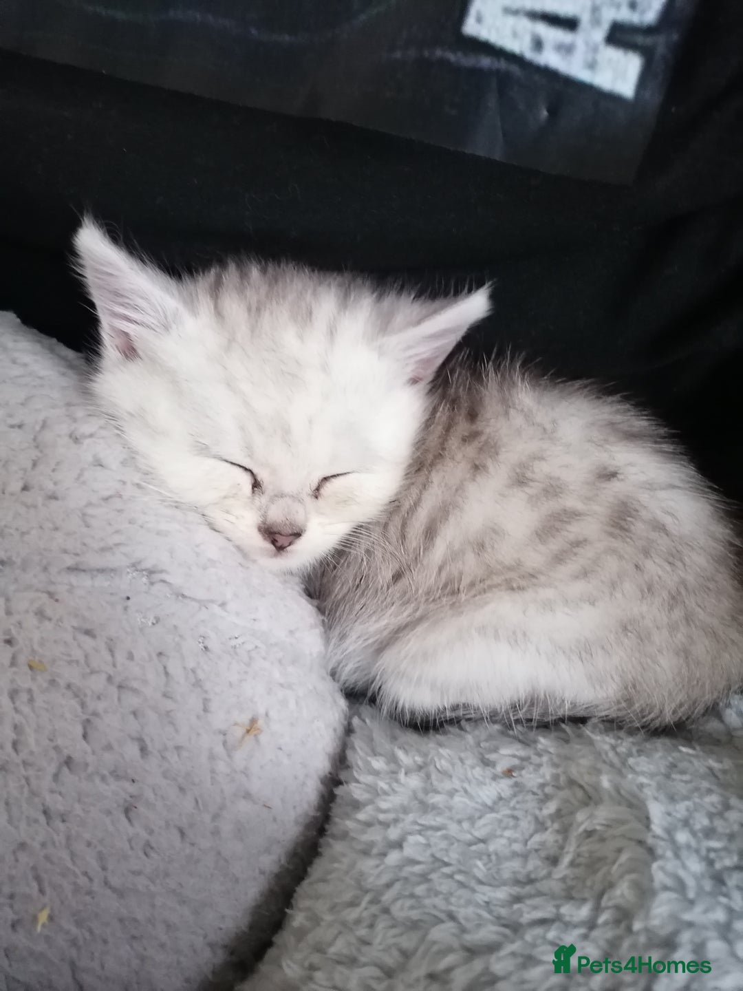 Mixed Breed cats for sale: Ragdoll x persian - Advert 11