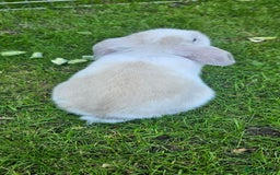 Mini Lop rabbits for sale: Gorgeous purebred baby mini lops - Image 4