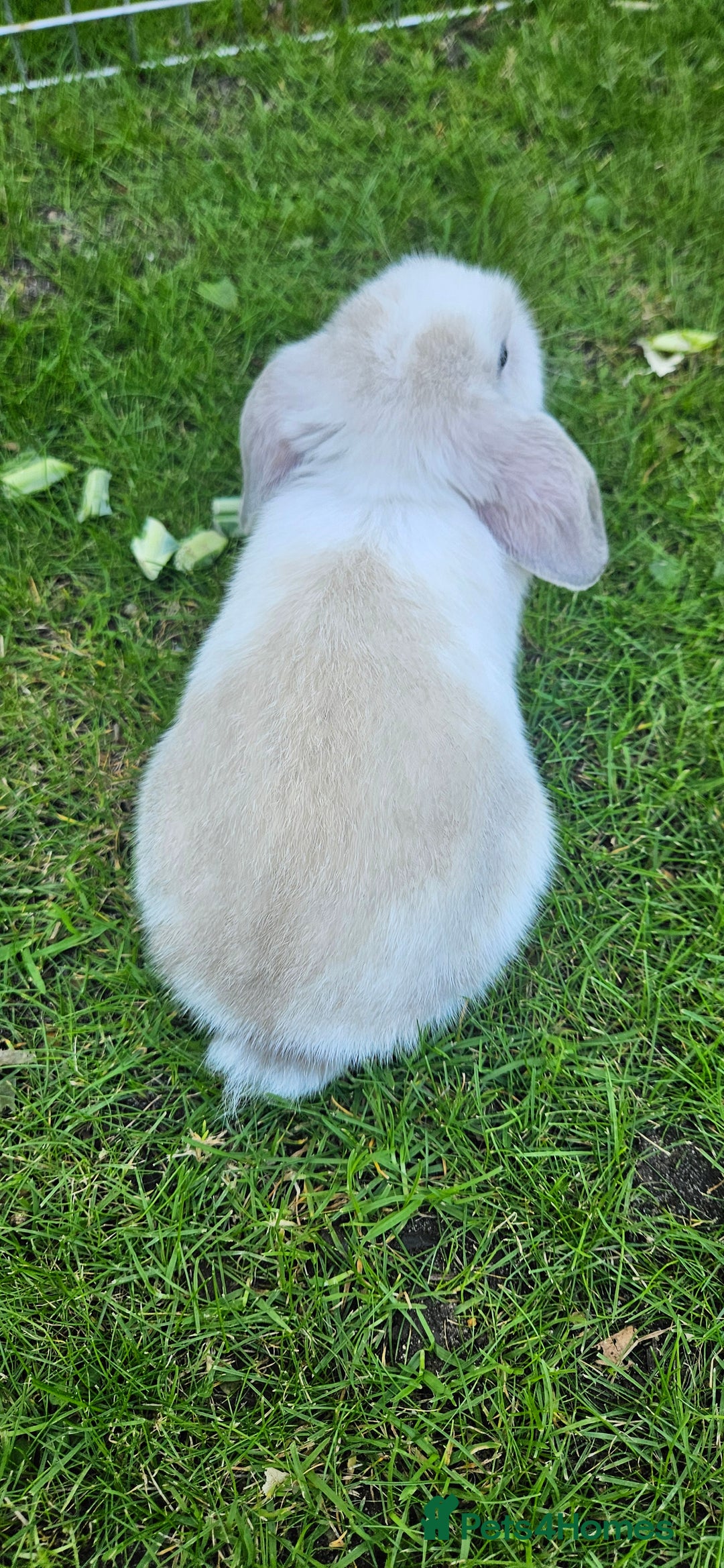 Mini Lop rabbits for sale: Gorgeous purebred baby mini lops - Image 4