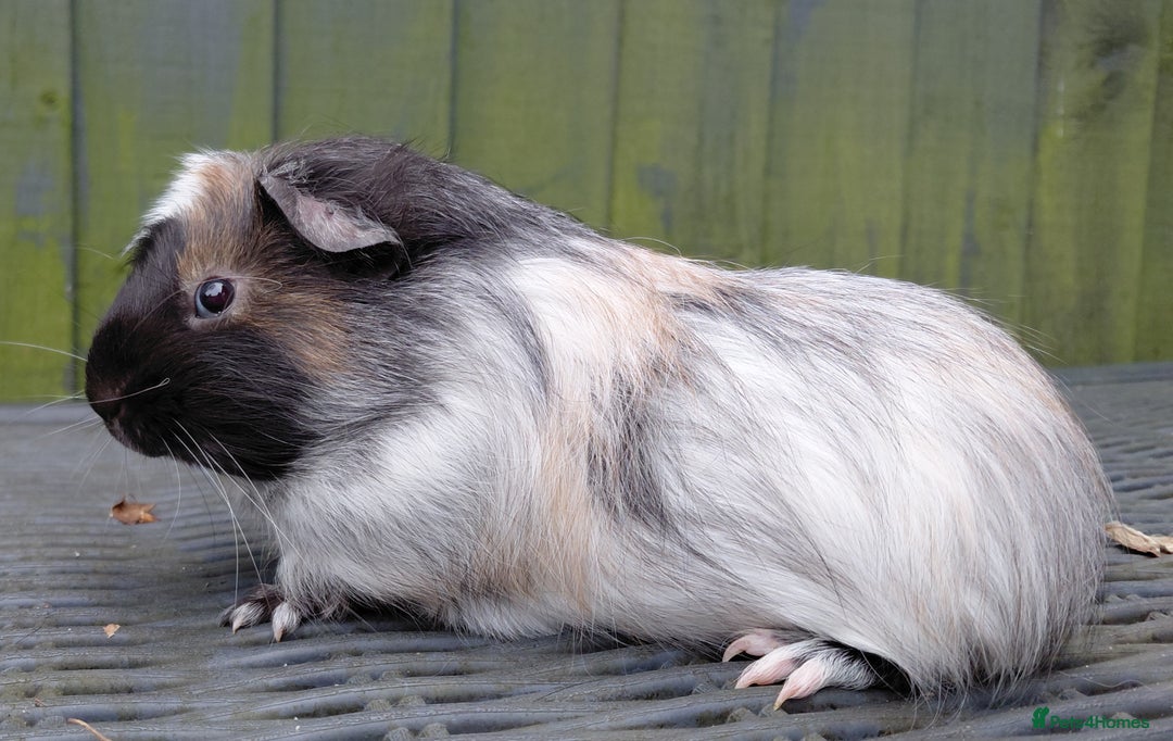 Guinea Pig rodents for sale: 3 male baby piggies for sale - Advert 1