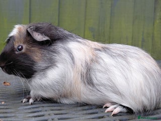 Guinea Pig rodents 3 male baby piggies for sale - Advert 1