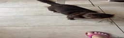 Chihuahua dogs for sale: Rare stunning chocolate chihuahua  - Advert 19