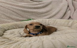 Miniature Dachshund dogs for sale: Miniature dachshunds  - Image 5