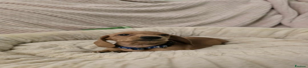 Miniature Dachshund Puppy 5