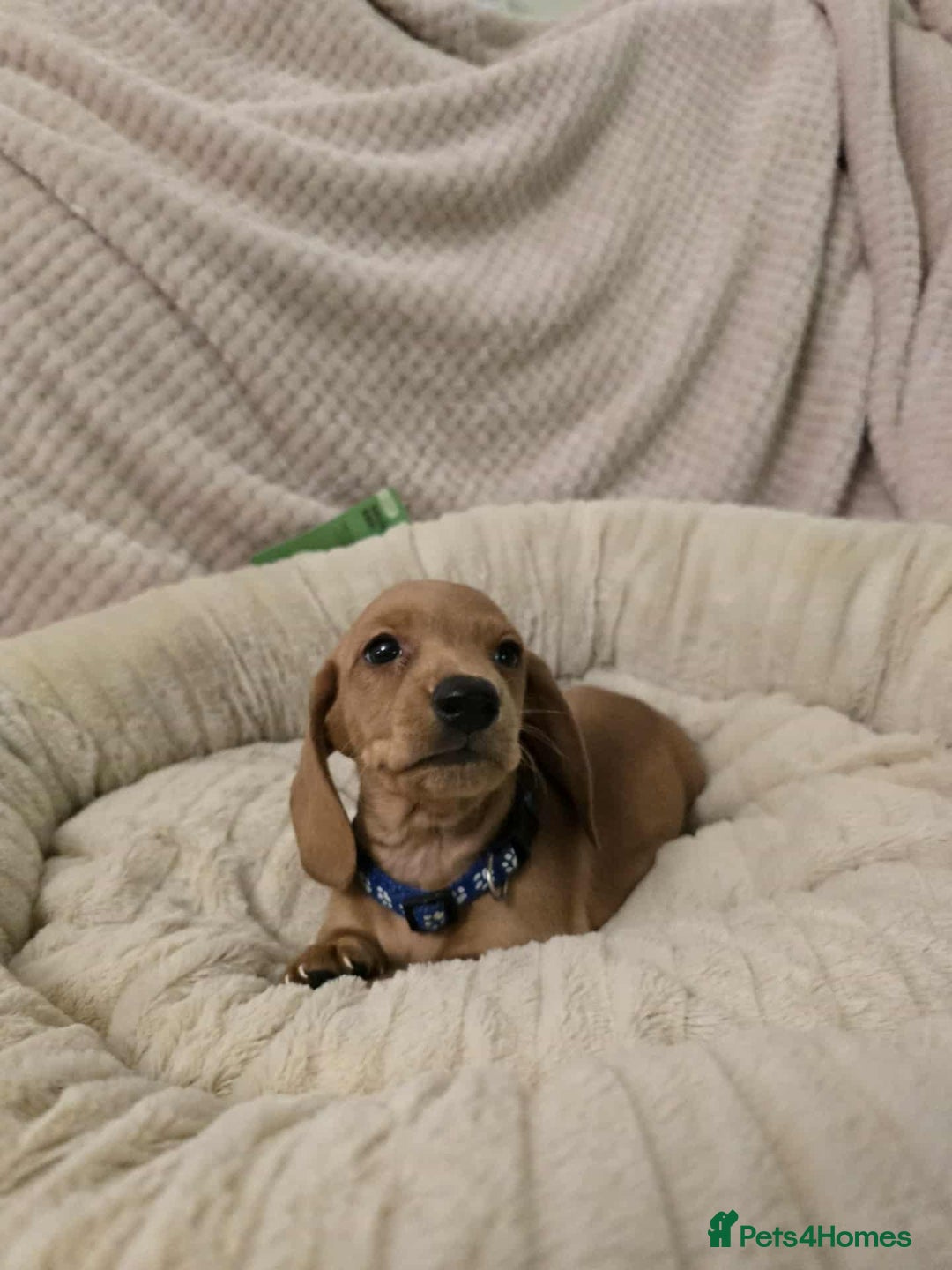 Miniature Dachshund dogs for sale: Miniature dachshunds  - Image 5