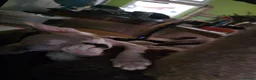 Sphynx cats for sale: Beautiful pedigree sphynx kitten HCM clear parents - Advert 4