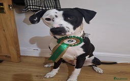 Mixed Breed dogs for sale: Looking for a new family - Image 1