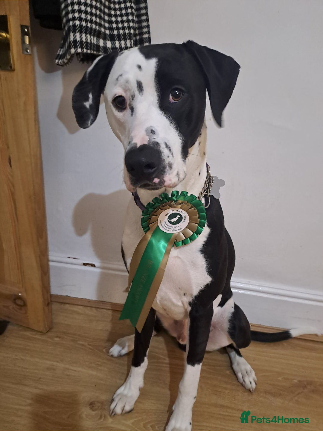 Mixed Breed dogs for sale: Looking for a new family - Image 1