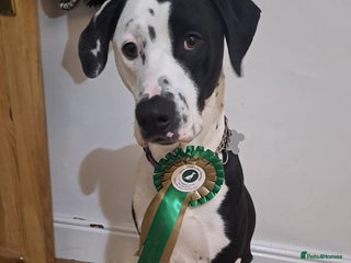 Mixed Breed dogs - Advert 9