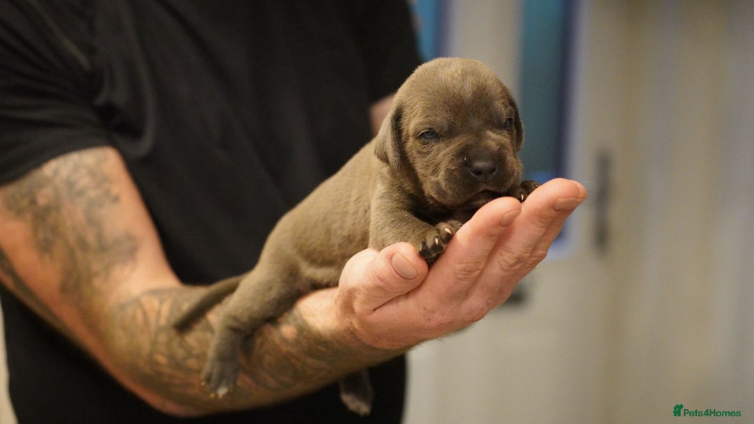 Cane Corso dogs for sale: 6 week old blue cane corso puppies  - Image 9