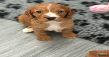 Cocker Spaniel dogs - Advert 2