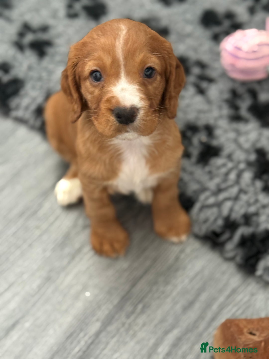 Cocker Spaniel dogs for sale: Stunning KC Working Cocker Spaniel Puppies - Image 5