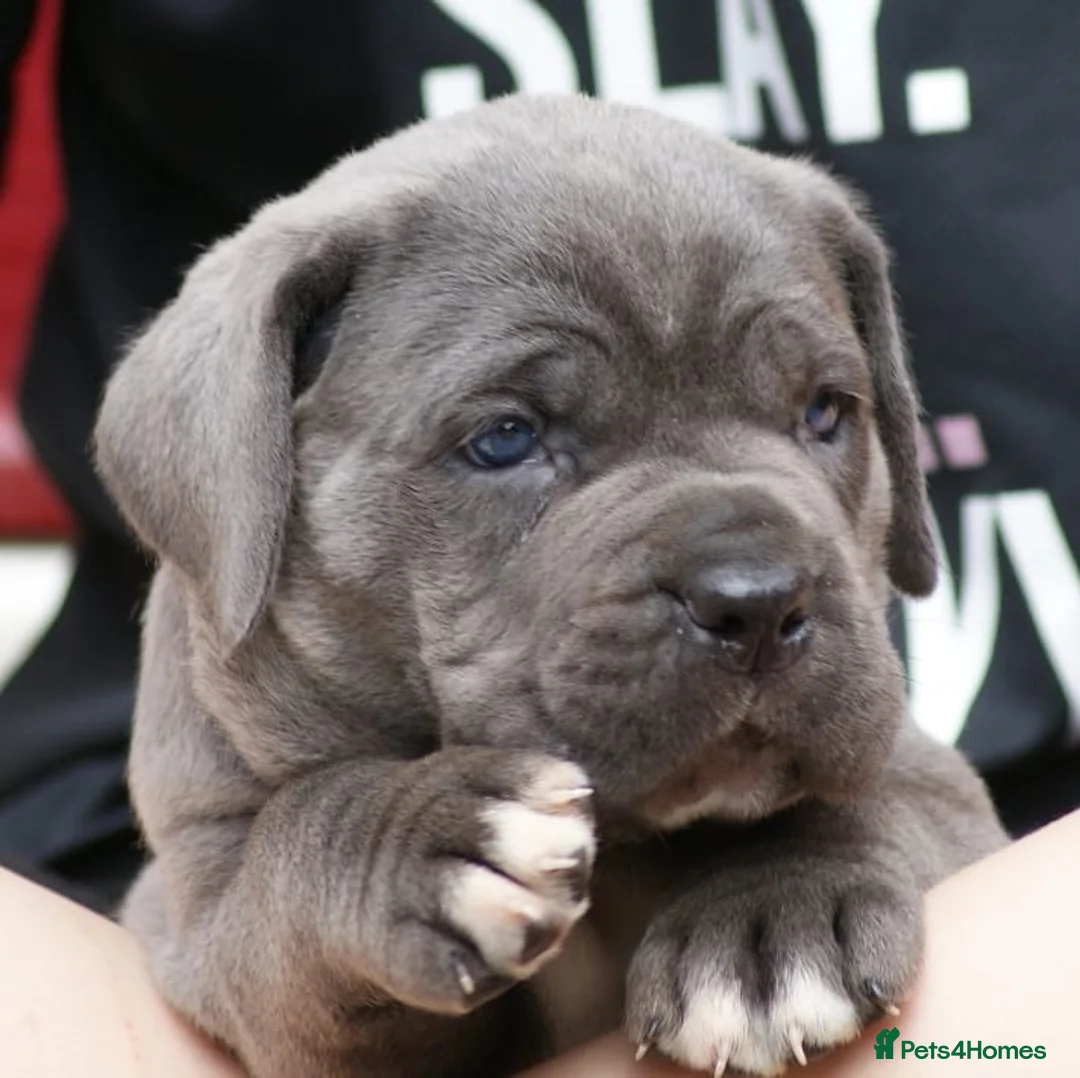 Cane Corso dogs for sale: 2 females left! Cane Corso puppies 9 weeks old - Advert 1