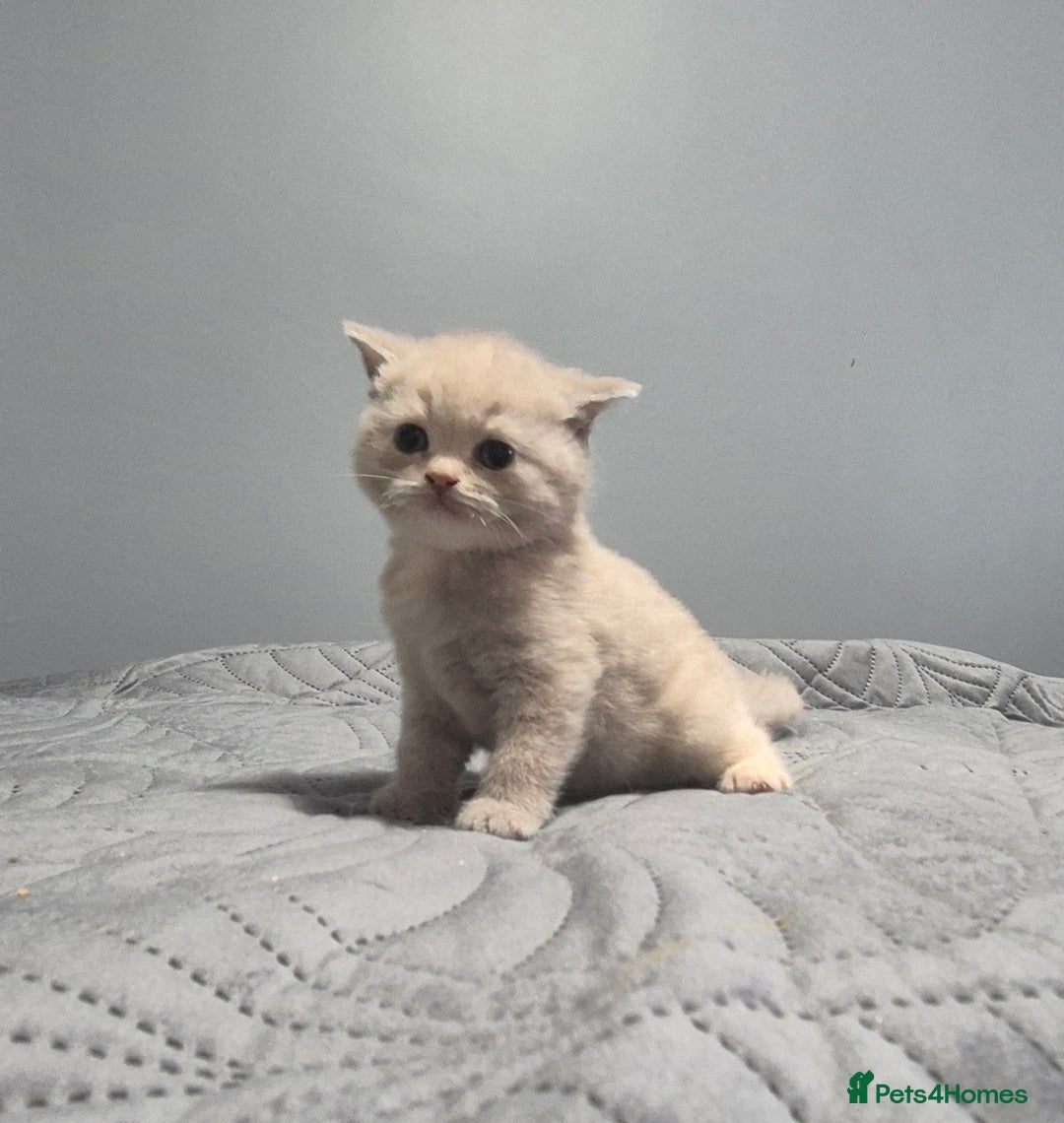 British Shorthair cats for sale: Perfect bsh kittens, very chunky and fluffy!!!! - Advert 2