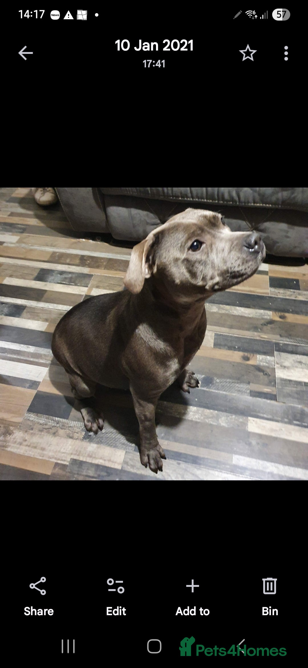 Staffordshire Bull Terrier dogs for sale: Stunning Staffordshire bull terrier pups  - Image 13