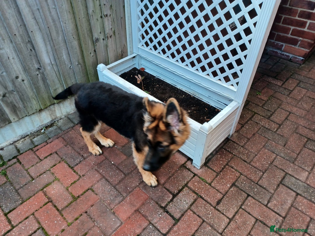 German Shepherd dogs for sale: German shepherd  - Image 7