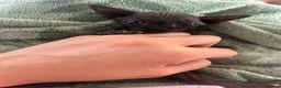 Sphynx cats for sale: Sphyx female kitten  - Advert 3