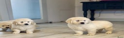 Golden Retriever dogs for sale: Adorable cream golden retriever puppies - Advert 4