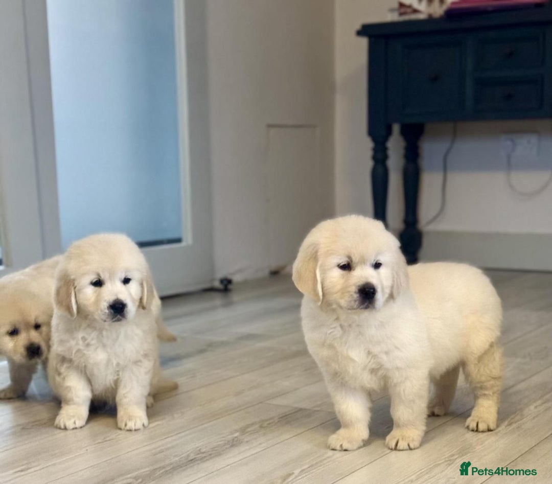 Golden Retriever dogs for sale: Adorable cream golden retriever puppies - Advert 4
