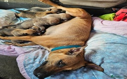 Mixed Breed dogs for sale: Belgian malinois/ border collie  - Image 2