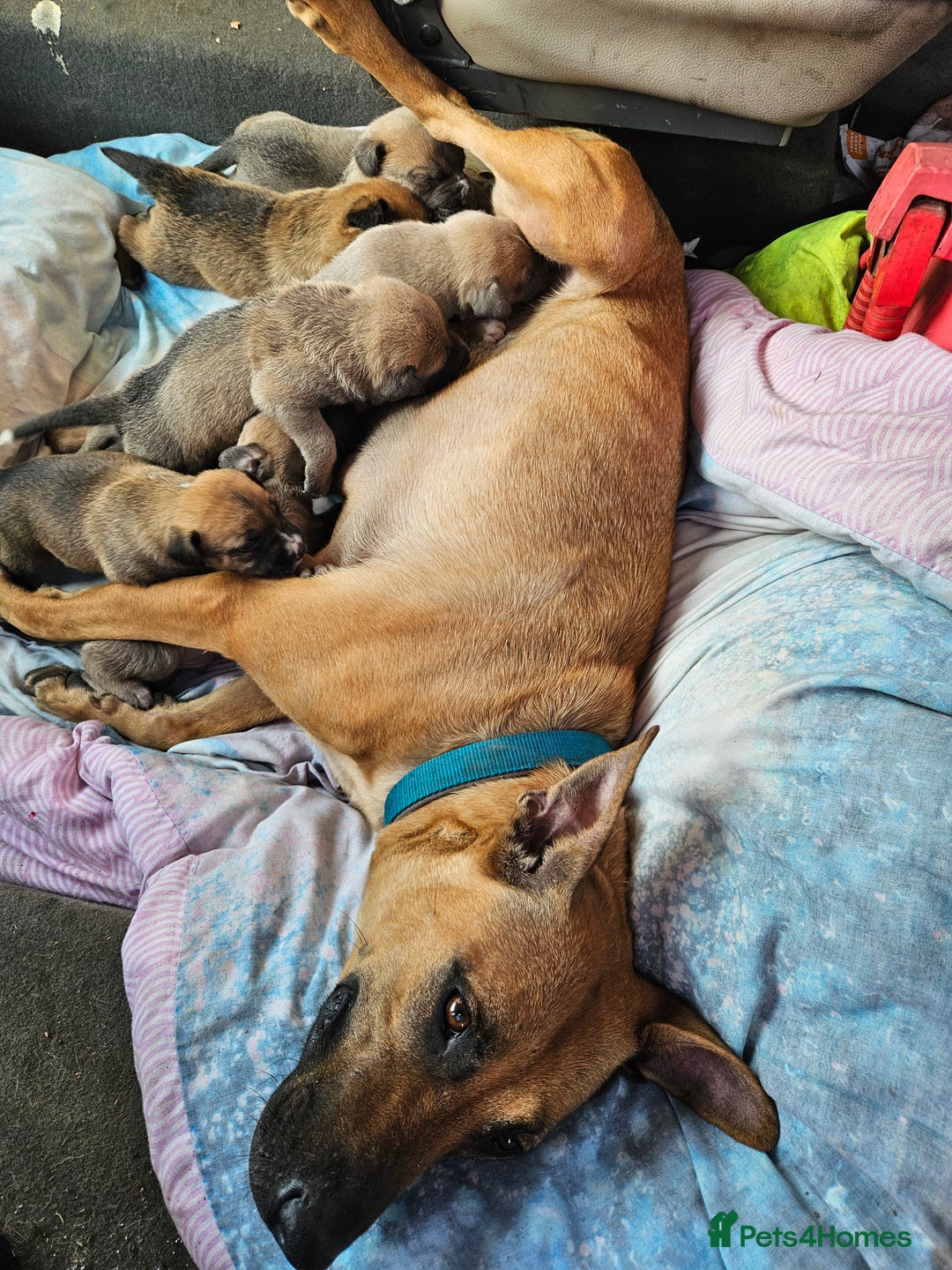 Mixed Breed dogs for sale: Belgian malinois/ border collie  - Image 2