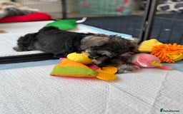 Miniature Schnauzer dogs for sale: Beautiful boy looking for his home !  - Image 6