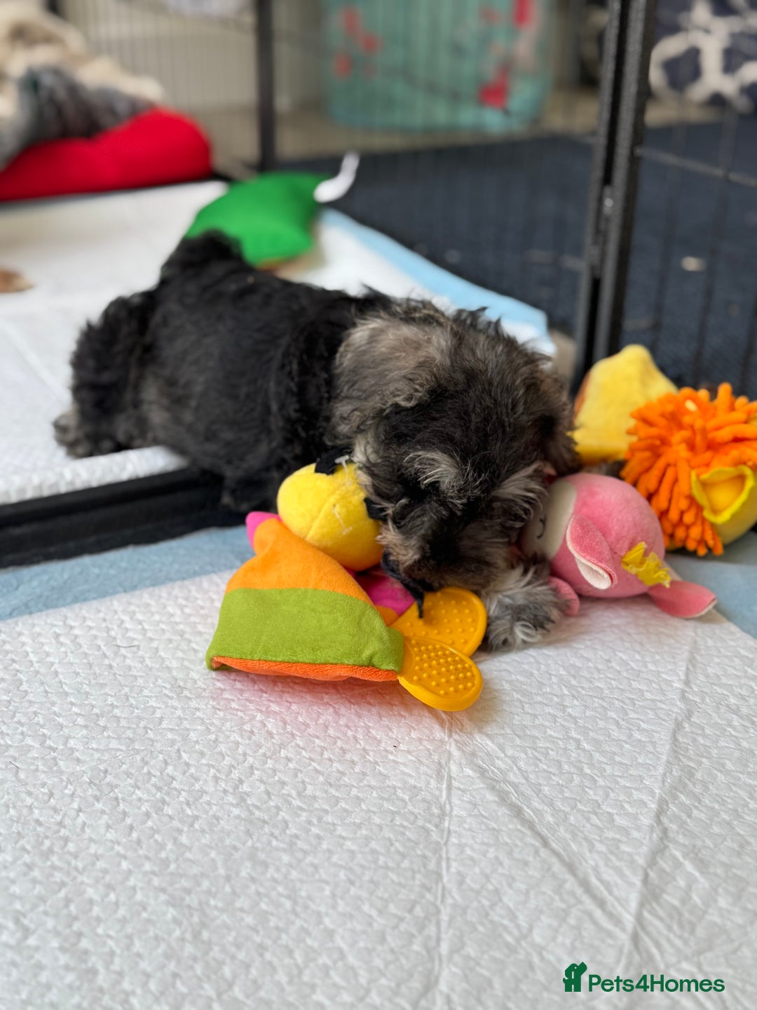 Miniature Schnauzer dogs for sale: Beautiful boy looking for his home !  - Image 6