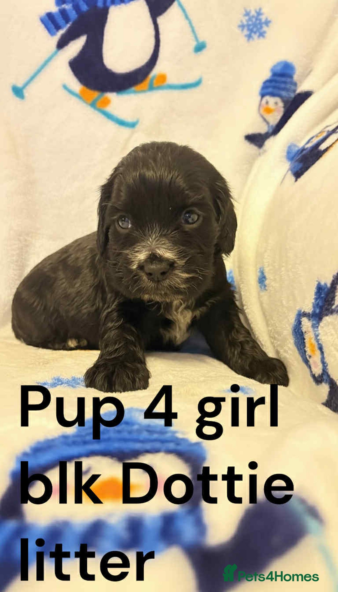 Cocker Spaniel dogs for sale: Beautiful show cocker puppies  - Advert 11