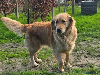 Golden Retriever dogs Kc registered golden retriever. in Chard - Advert 11