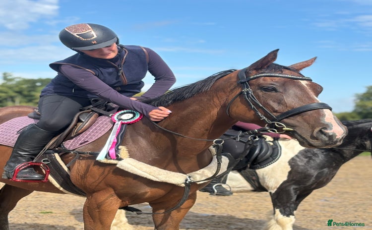 English Thoroughbred horses - Advert 6