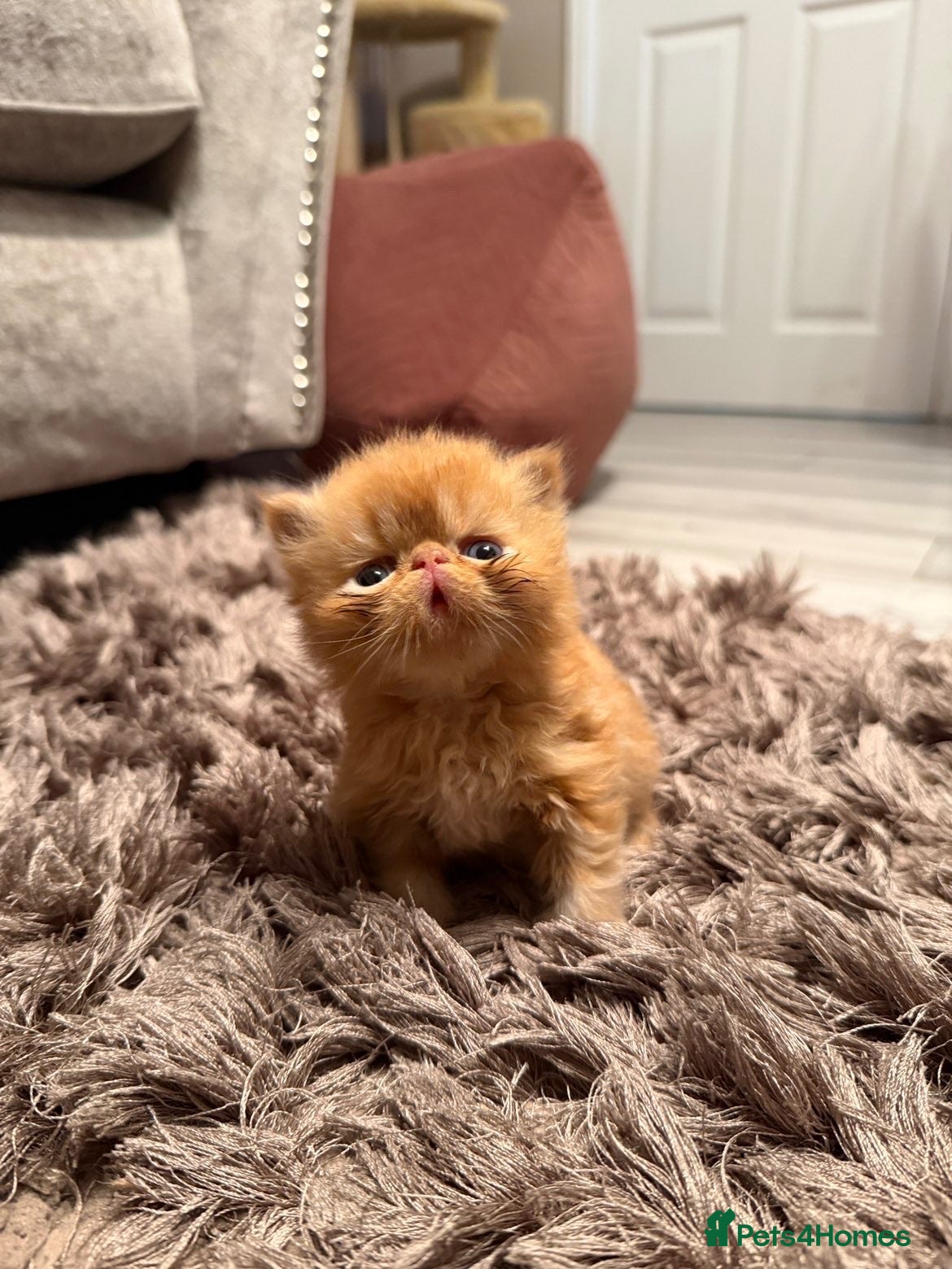 Persian cats Persian kittens looking for their forever home  - Advert 9