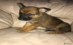 Belgian Shepherd Dog dogs for sale: Belgian Malinois puppy’s  - Image 27