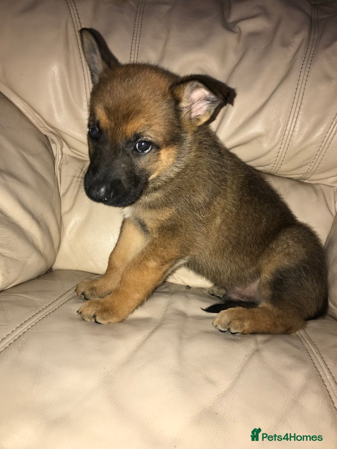 Belgian Shepherd Dog dogs for sale: Belgian Malinois puppy’s  - Image 27