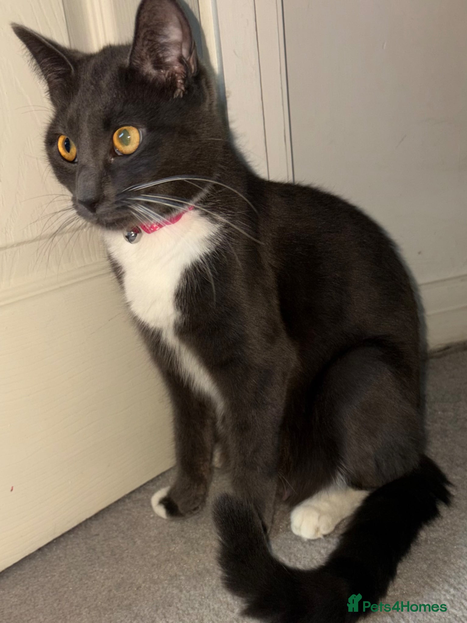 Domestic Shorthair cats 3 male black/grey kittens  - Advert 10