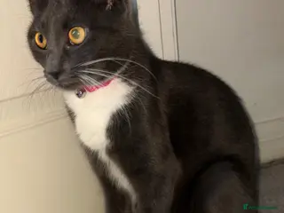 Domestic Shorthair cats 3 male black/grey kittens - Advert 7