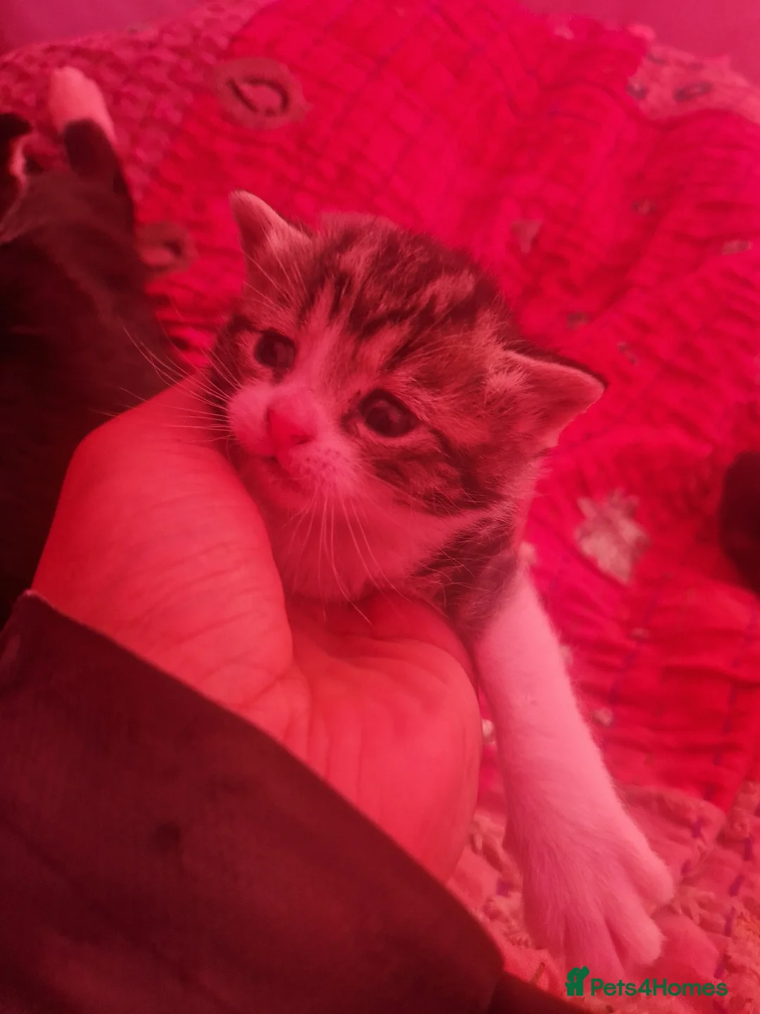 British Shorthair cats for sale: 4 beautiful kittens are ready for new home🏡  in London - Advert 2