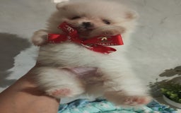 Pomeranian dogs for sale: 💝💝💝High-quality little boys💝💝💝 - Image 13