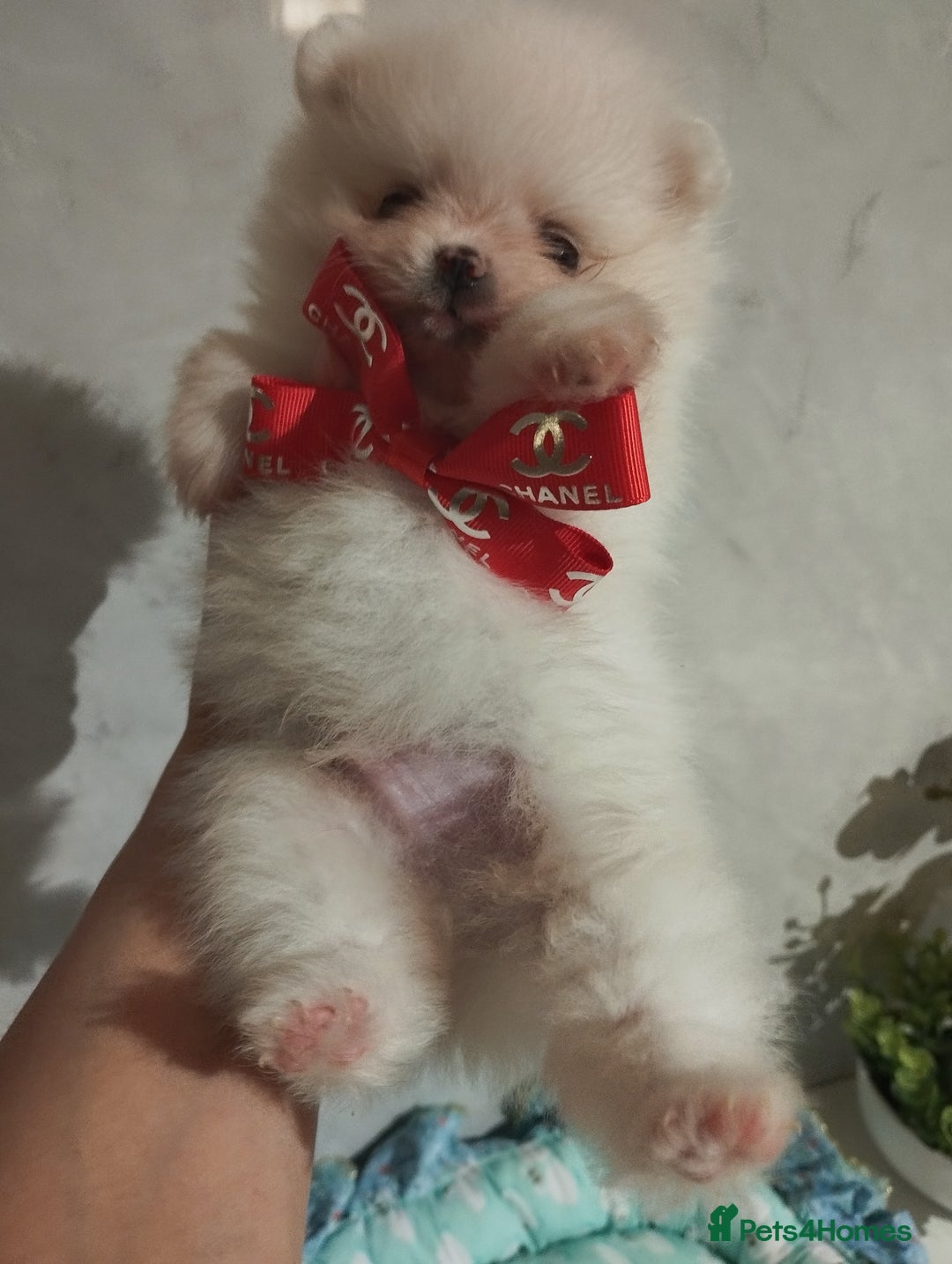 Pomeranian dogs for sale: 💝💝💝High-quality little boys💝💝💝 - Image 13
