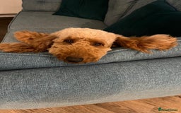 Cockapoo dogs for sale: Beautiful F3 cockapoo puppies 🩷🩷🩷💙 - Image 7