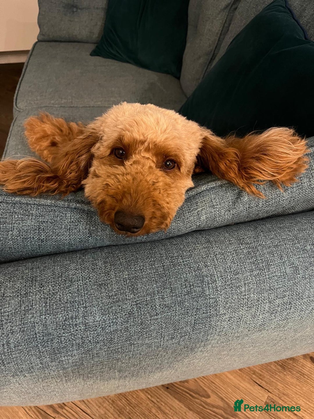 Cockapoo dogs for sale: Beautiful F3 cockapoo puppies 🩷🩷🩷💙 - Image 7
