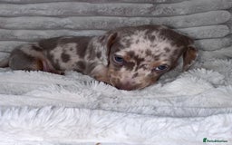 Miniature Dachshund dogs for sale: kc miniature dachshunds  - Image 13