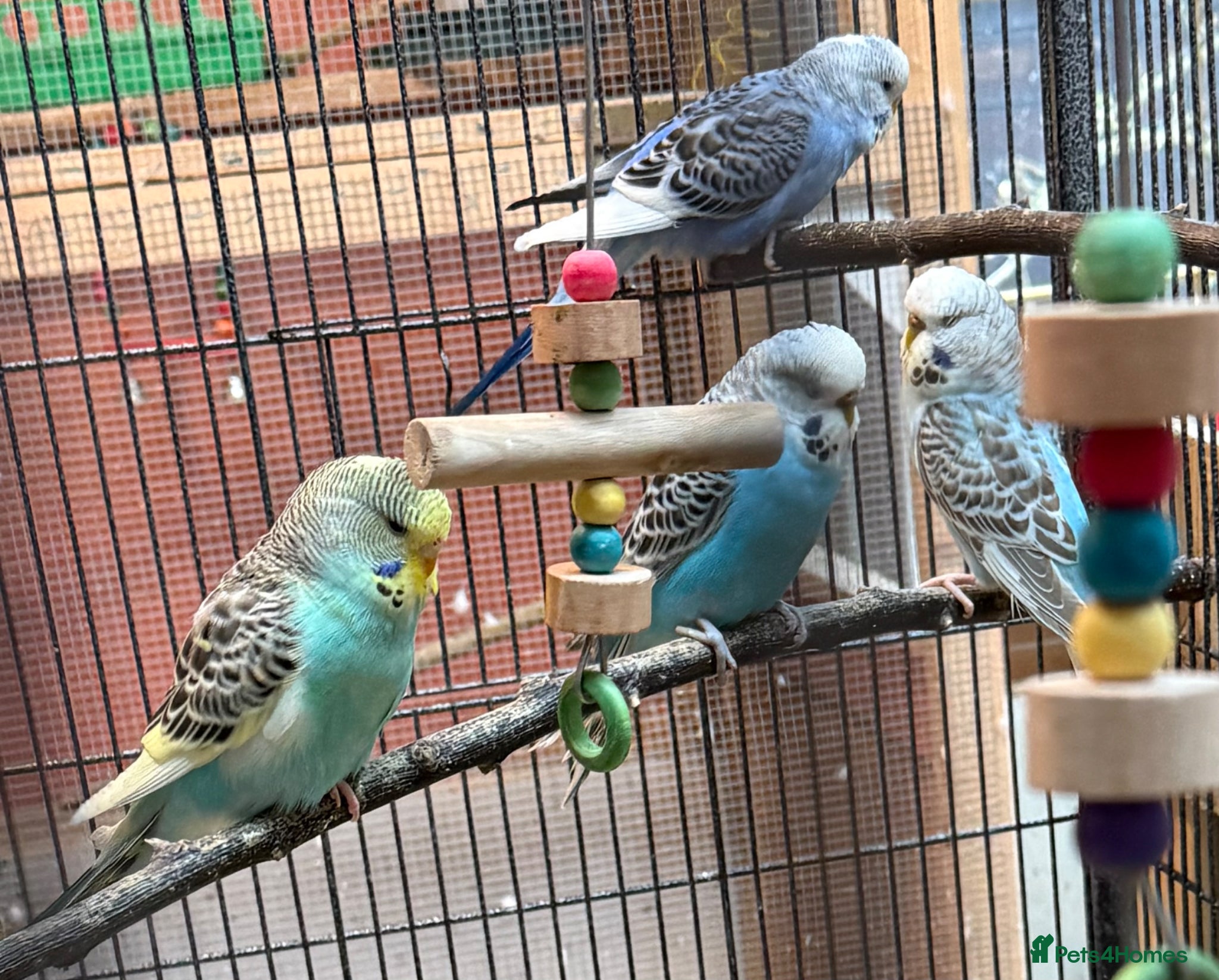 Budgerigars birds Young budgies for sale  - Advert 1