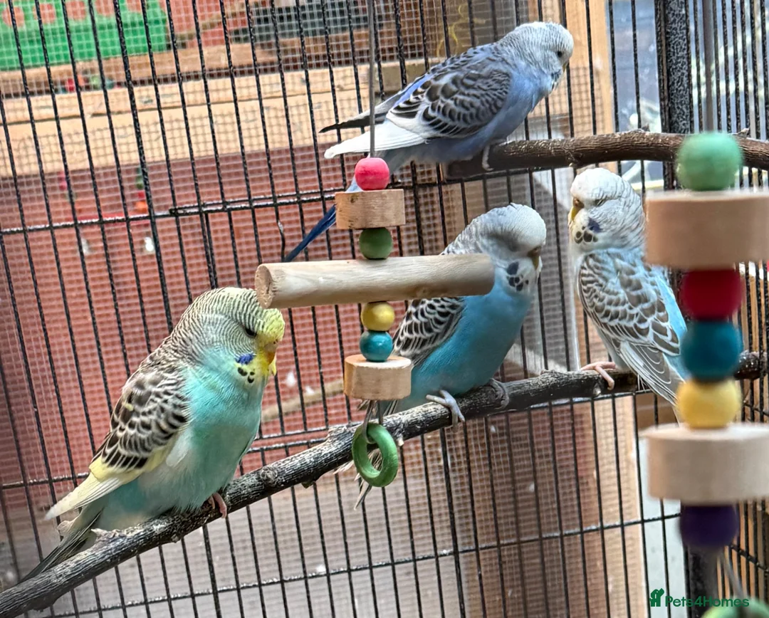 Budgerigars birds for sale: Young budgies for sale  in Boston - Advert 1