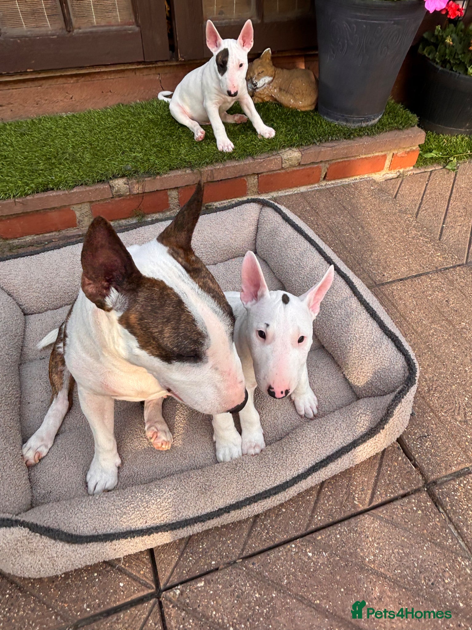 Miniature Bull terrier dogs 1 Male Miniature English bull terrier available  - Advert 2