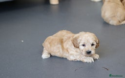 Cavapoochon dogs for sale: Cavapoochon puppies for sale - Advert 20