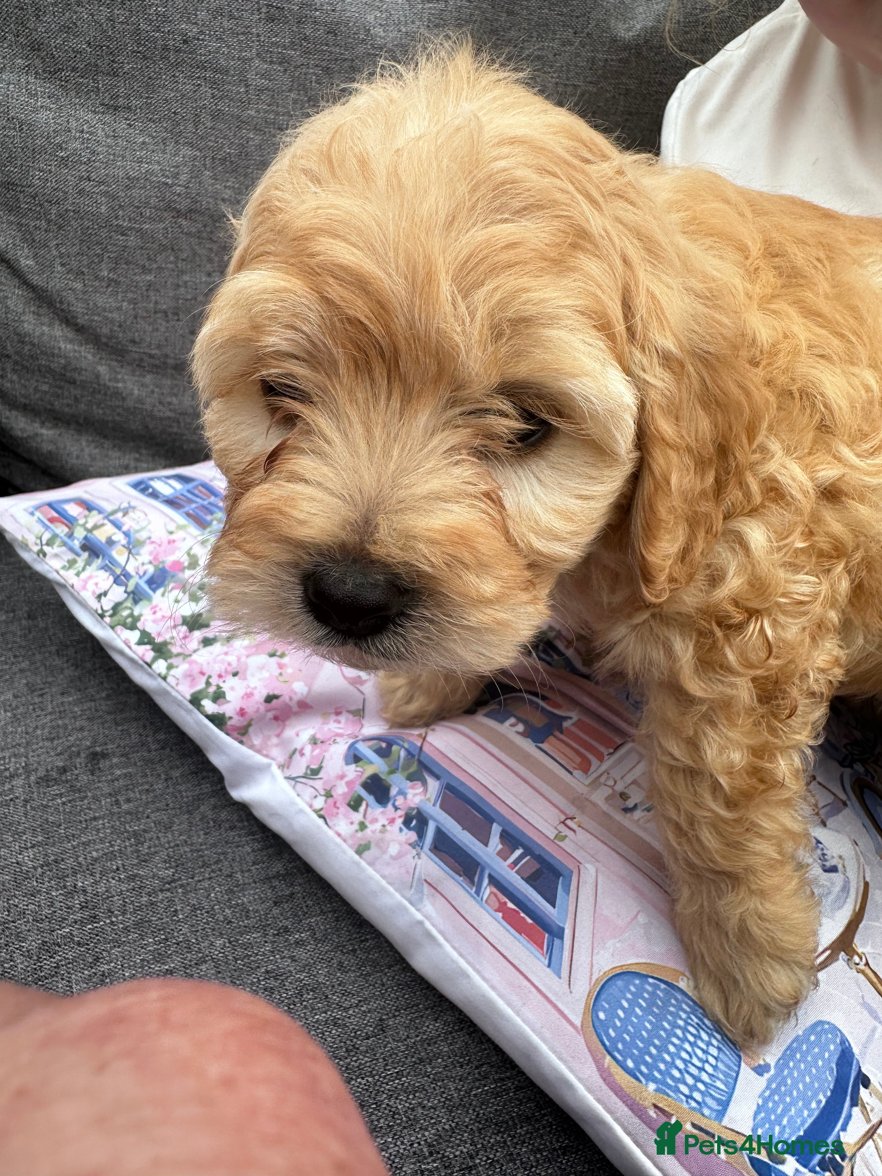 Cockapoo dogs Stunning Cockapoo puppies Merle  - Advert 2
