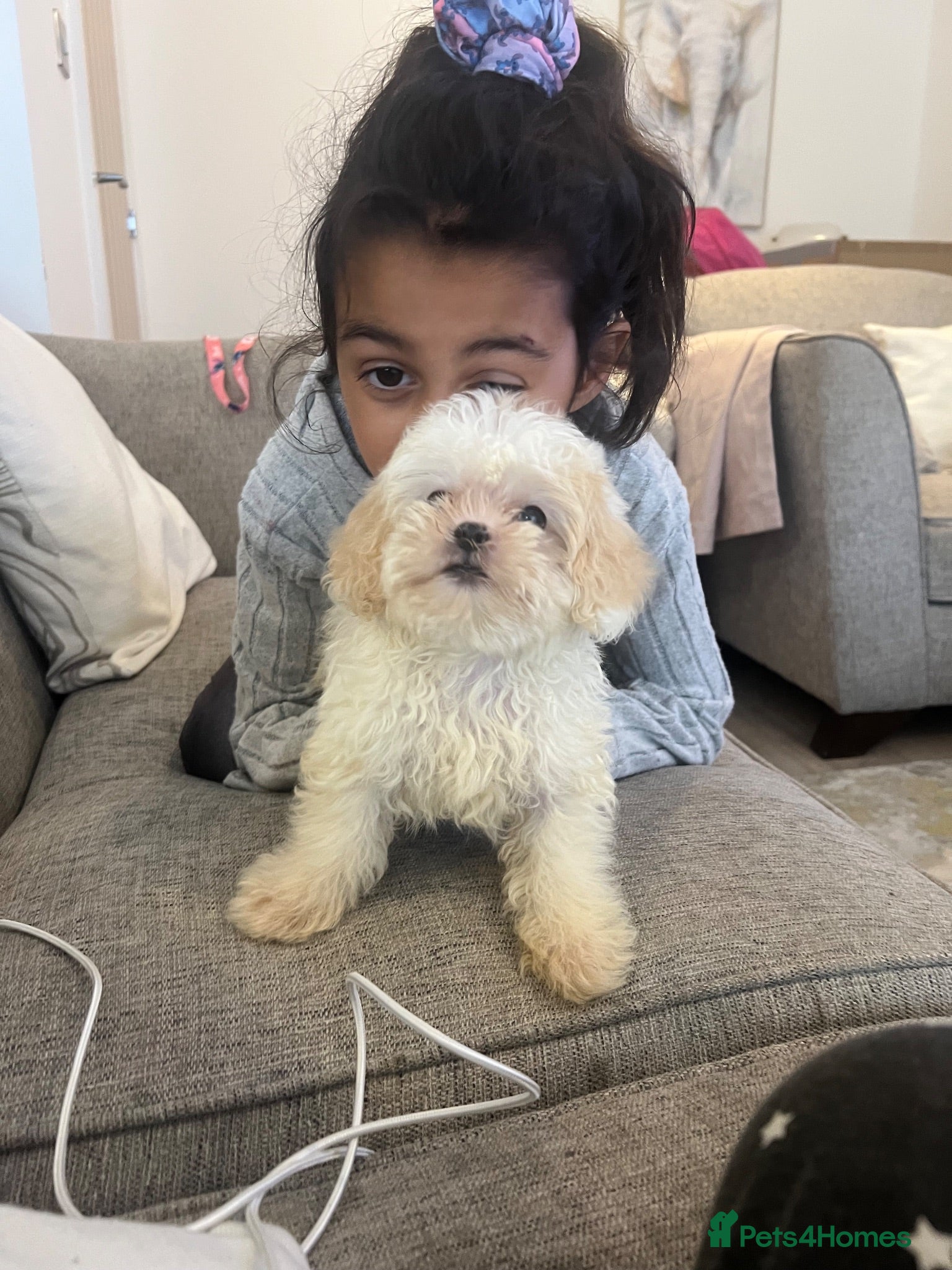 Shihpoo dogs Beautiful 11 Shipoo boy - Advert 11
