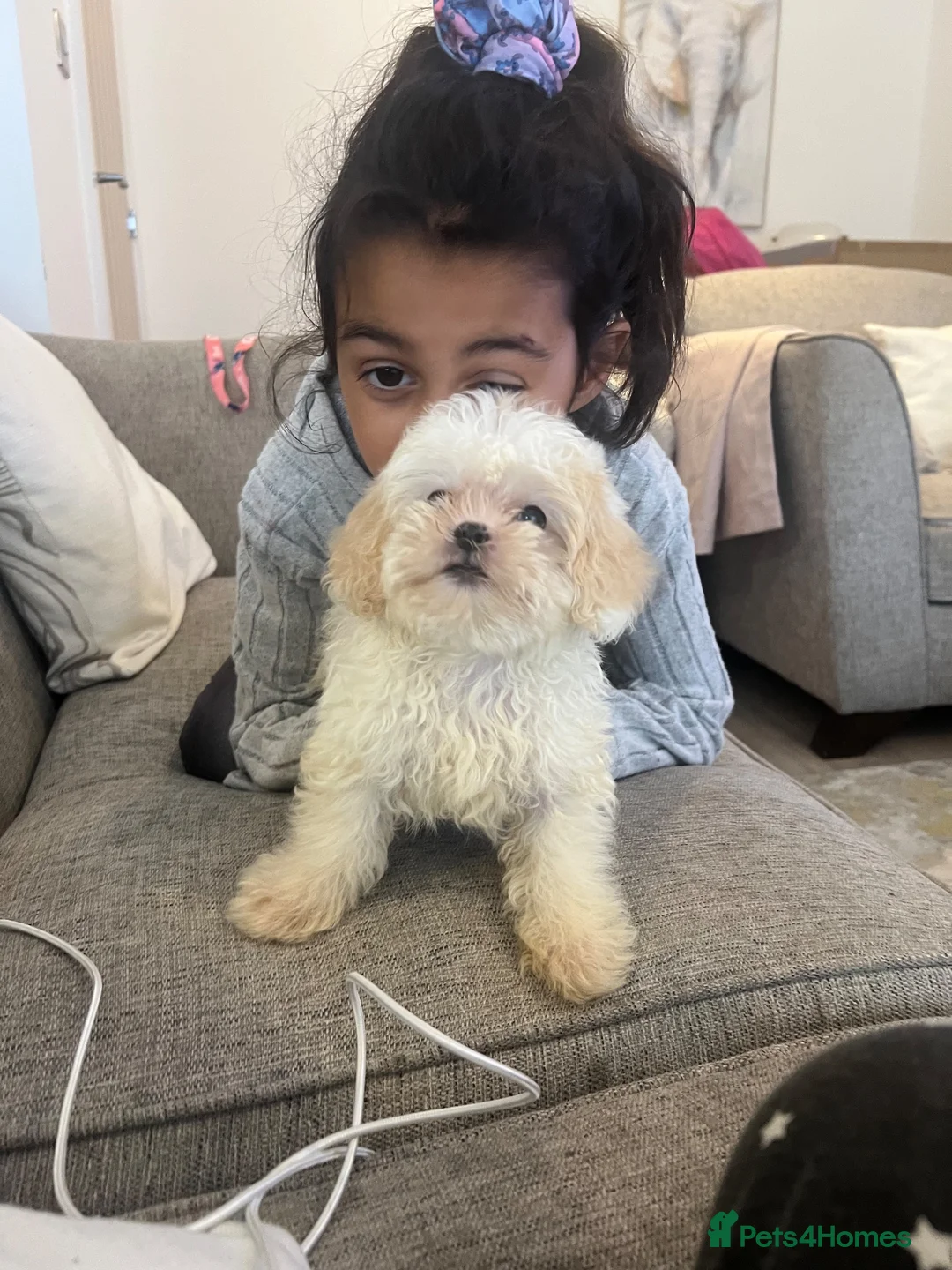 Shihpoo dogs for sale: Beautiful 11 Shipoo boy in Knutsford - Advert 1